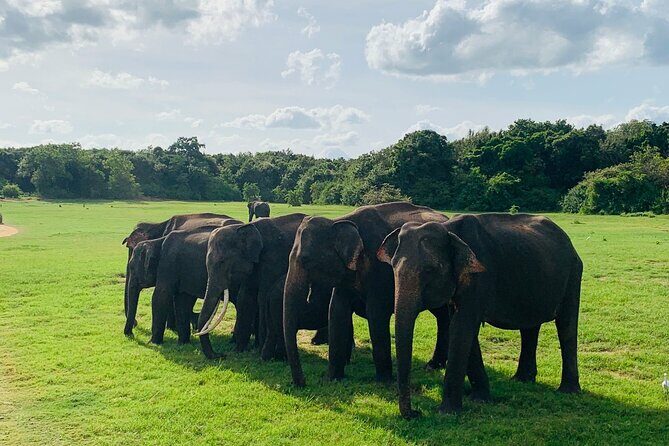 Minneriya National Park Elephant Safari - Introduction: What Makes This Safari Stand Out