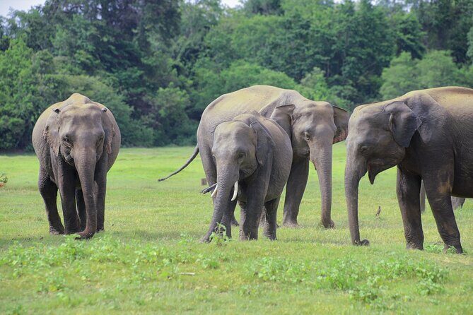 Minneriya National Park Elephant Safari - The Value of Small Group, Private Tours