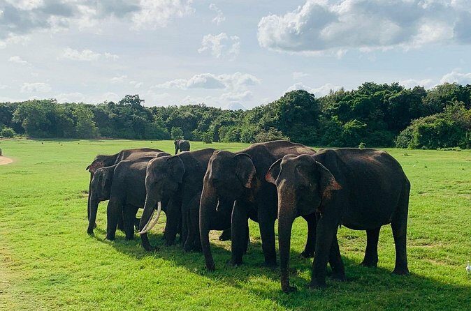 Minneriya National Park Elephant Safari - Pricing and Overall Value