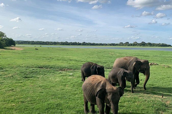 Minneriya National Park Elephant Safari - Who Will Love This Safari?