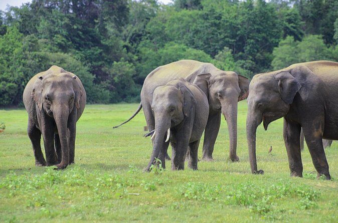 Minneriya National Park Elephant Safari - FAQ