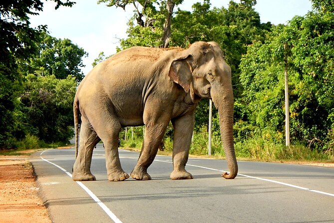 Minneriya National Park Elephant Safari - Good To Know