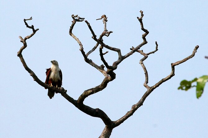 Minneriya National Park Elephant Safari - Inclusions and Logistics