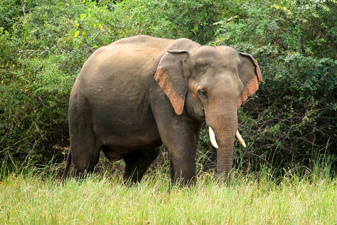 Minneriya National Park Elephant Safari - Accessibility and Confirmation