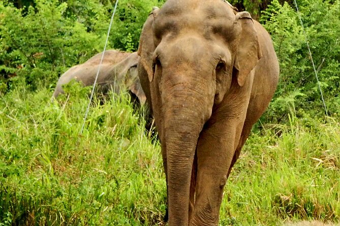 Minneriya National Park Elephant Safari - Important Considerations