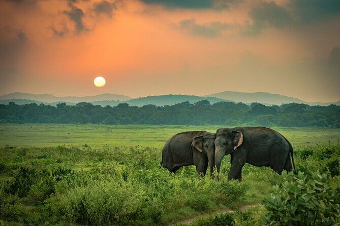 Minneriya National Park Elephant Safari from Sigiriya - Key Points