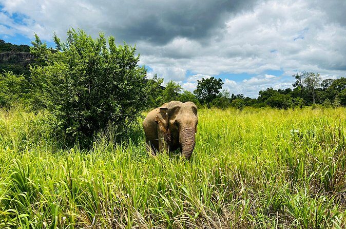 Minneriya National Park Elephant Safari from Sigiriya - What the Reviews Add About the Experience