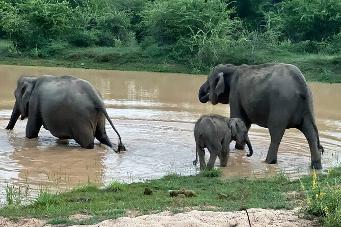 Minneriya National Park Elephant Safari from Sigiriya - FAQ