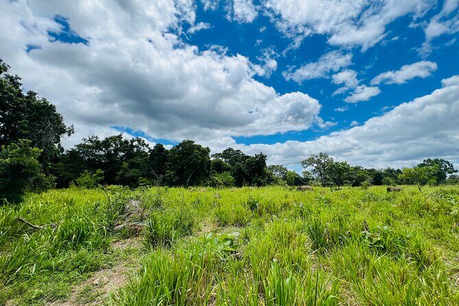 Minneriya National Park Elephant Safari Tour - Who Will Love This Safari?