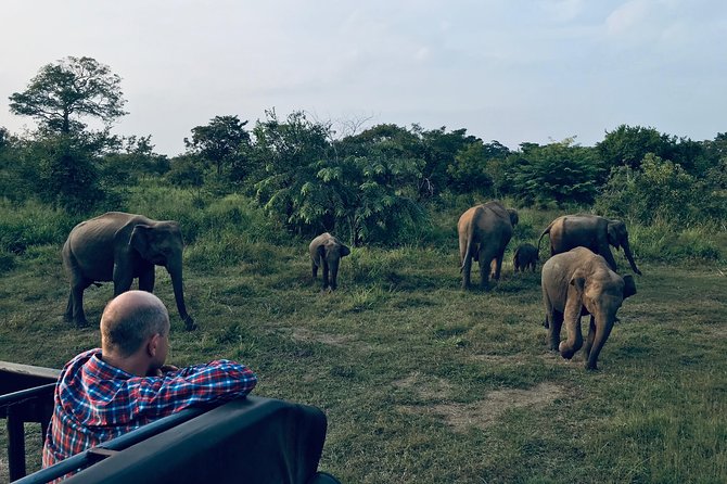 Minneriya National Park Half Day Safari - Key Points