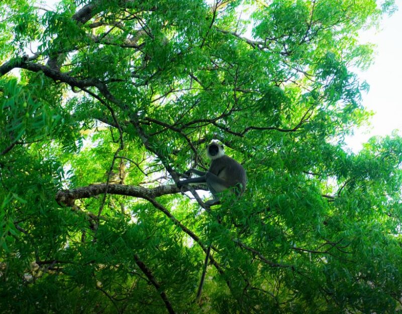 Minneriya National Park Half Day Sri Lanka Jeep Safari - Pickup and Itinerary Details