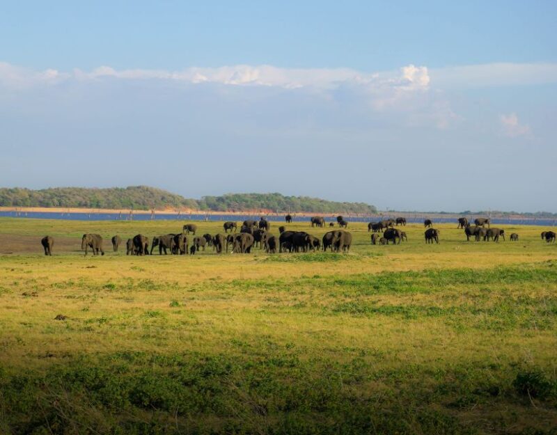 Minneriya National Park Half Day Sri Lanka Jeep Safari - Expert Guidance and Amenities