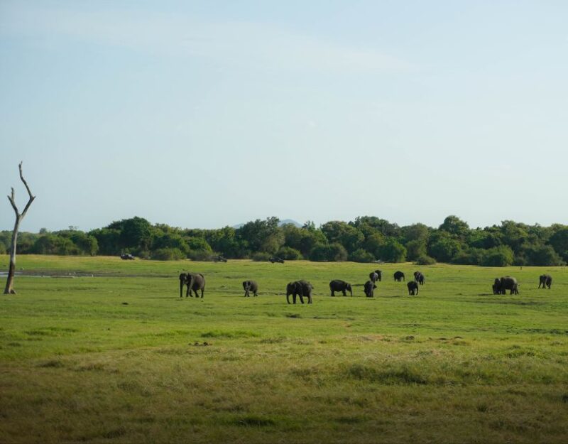 Minneriya National Park Half Day Sri Lanka Jeep Safari - Customer Feedback and Suitability