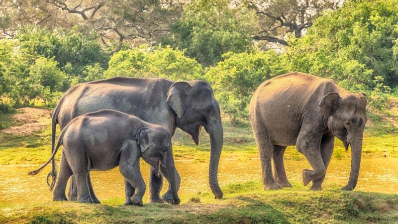 Minneriya National Park: Halfday Jeep Safari With Wild Tours - Key Points