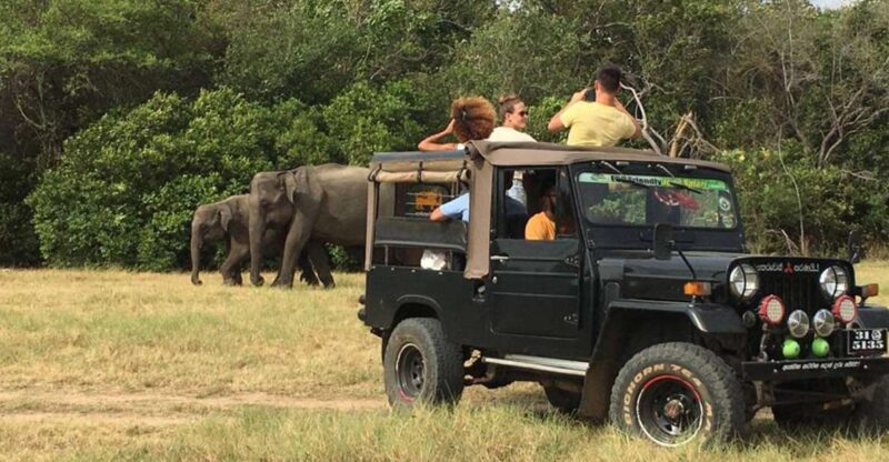 Minneriya National Park: Halfday Jeep Safari With Wild Tours - Wildlife Highlights