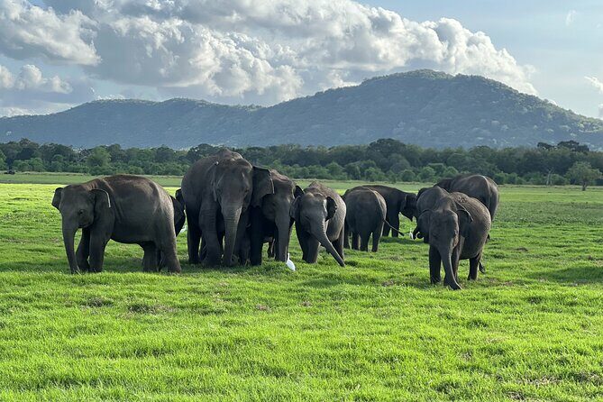 Minneriya National Park halfday Safari - Exploring the Minneriya National Park Half-Day Safari
