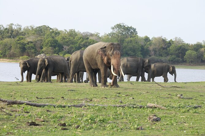 Minneriya National Park Halfday Safari - Safari Duration and Timing