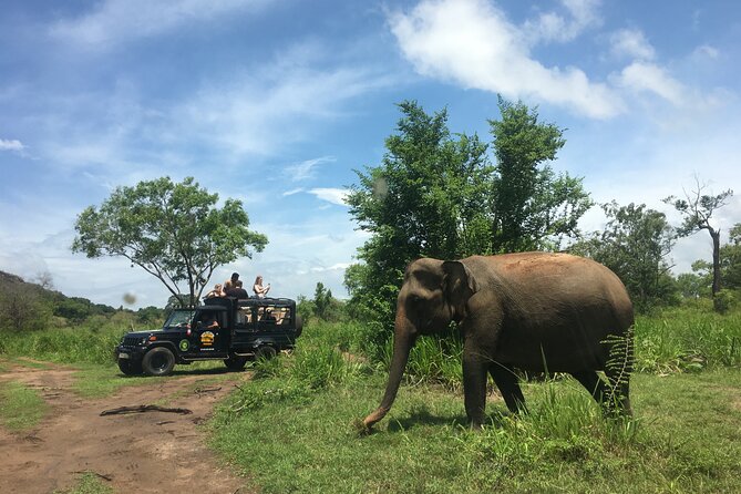 Minneriya National Park Halfday Safari - Wildlife Sighting Opportunities