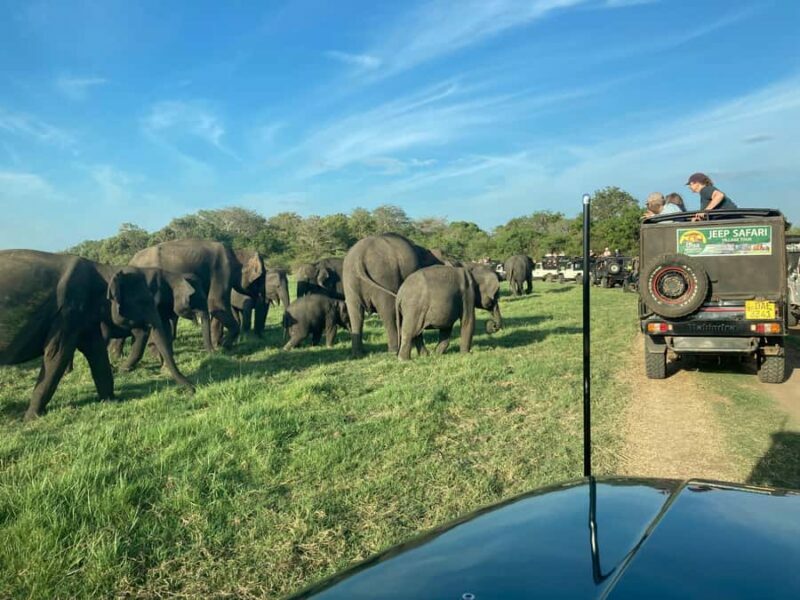 Minneriya National Park: Jeep Safari Include Entrance Fees - Introduction: A Practical Look at Minneriyas Safari Adventure