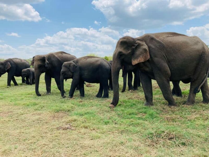 Minneriya National Park: Jeep Safari Include Entrance Fees - Real Feedback from Travelers