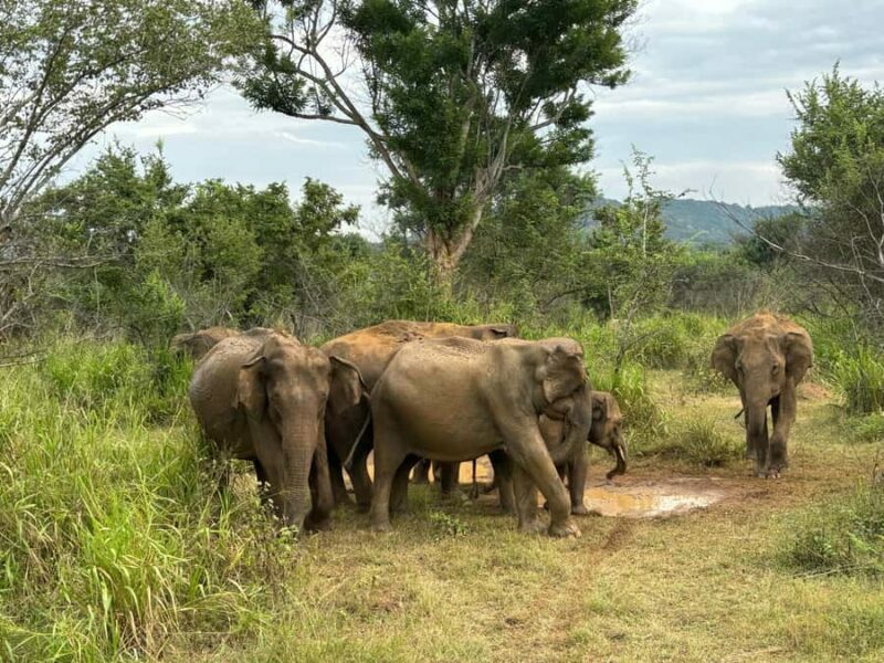Minneriya National Park: Jeep Safari Include Entrance Fees - Detailed Breakdown of the Experience