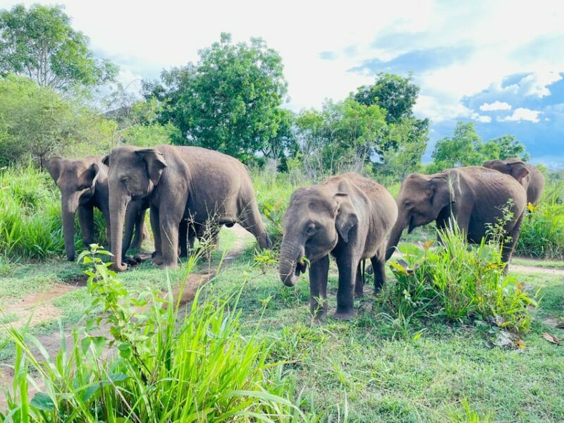 Minneriya National Park: Jeep Safari Include Entrance Fees - FAQs