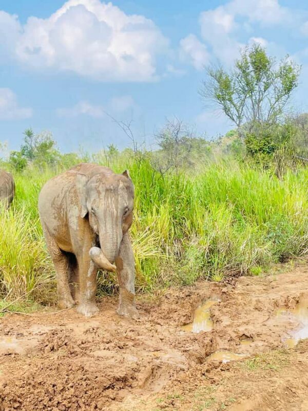 Minneriya National Park: Jeep Safari Include Entrance Fees - Final Thoughts