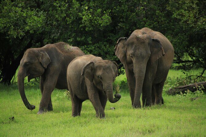 Minneriya National Park Private Jeep Safari with Elephant Viewing - Key Points