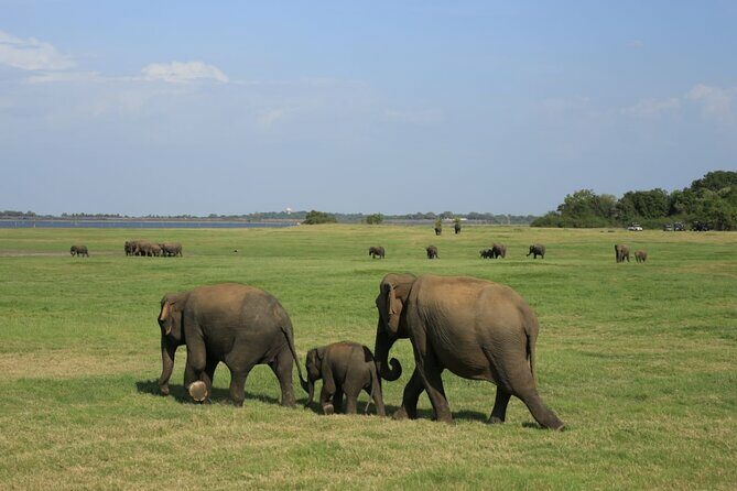 Minneriya National Park Private Jeep Safari with Elephant Viewing - FAQs