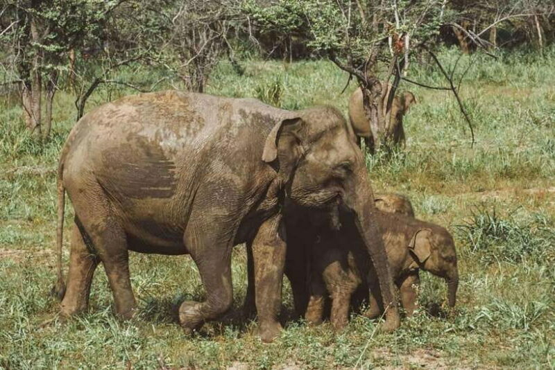 Minneriya National Park Private Luxury Elephant Safari - A Closer Look at the Safari Experience
