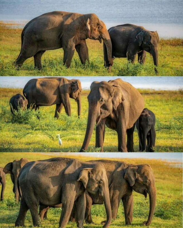 Minneriya National Park Private Luxury Elephant Safari - Frequently Asked Questions