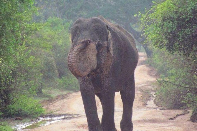 Minneriya National Park Private Safari - Comfortable Chauffeured Jeep Experience