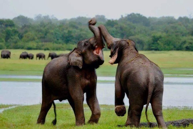 Minneriya National Park Private Safari - English-Speaking Guide for Contextual Information