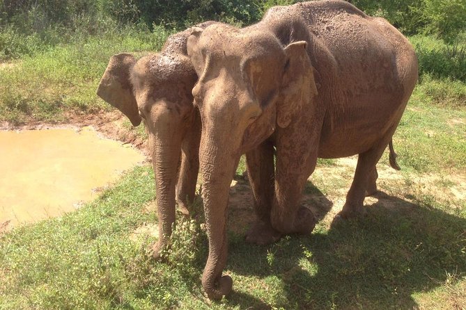 Minneriya National Park Private Safari - Personalized Experience for Your Group
