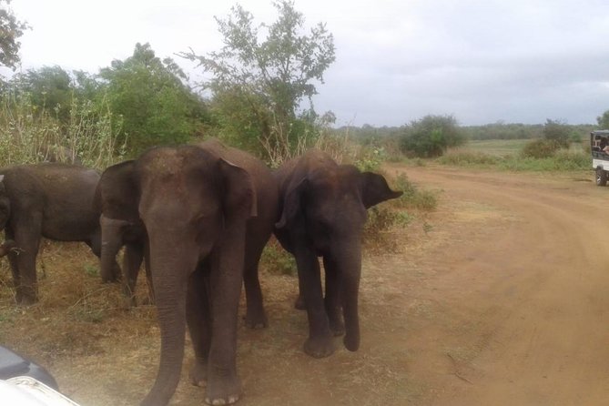 Minneriya National Park Private Safari - Included Amenities and Fees