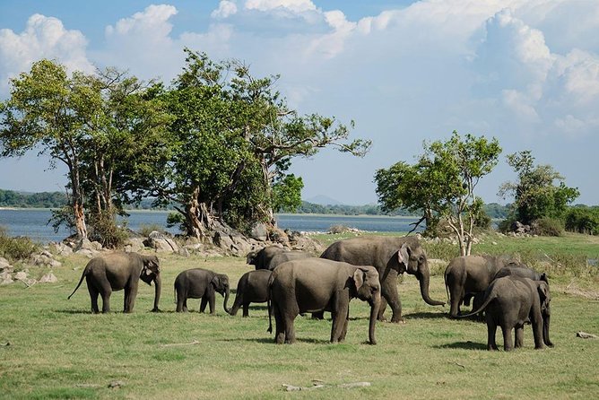 Minneriya National Park | Private Safari - Meeting and Pickup Information