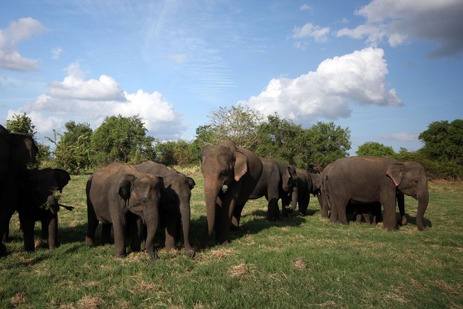 Minneriya National Park | Private Safari - Booking Details