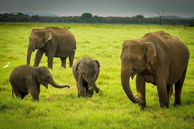 Minneriya National Park | Private Safari - Wildlife Spotting Opportunities