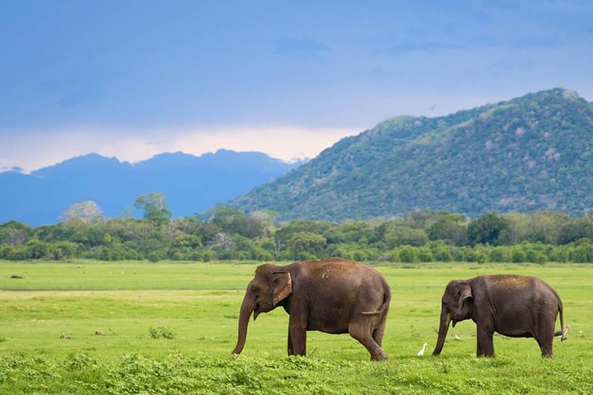 Minneriya National Park | Private Safari - Park Regulations and Guidelines