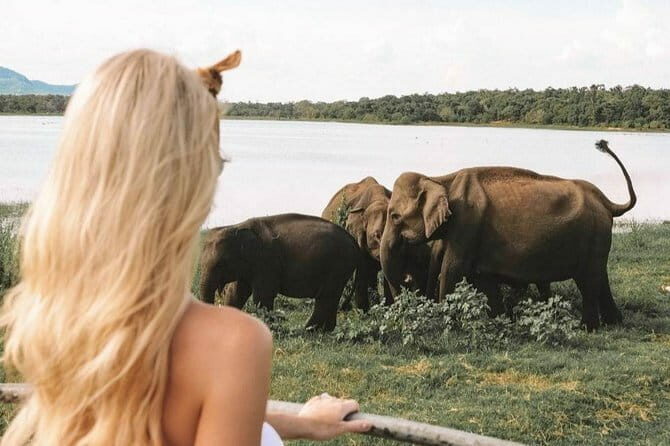 Minneriya National Park Private Safari - An Honest Look at the Safari Experience