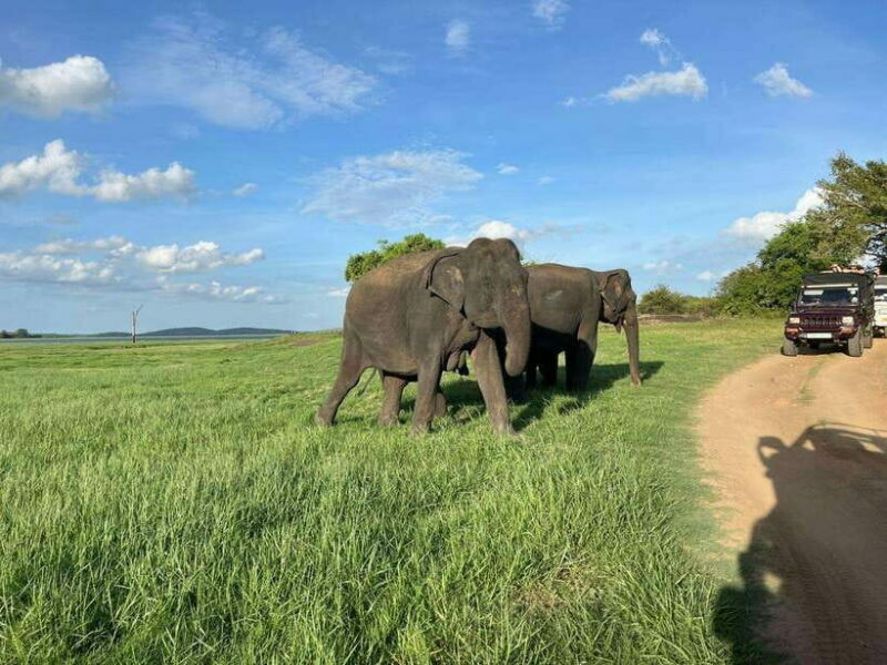 Minneriya National Park : Private Safari - Minneriya National Park: Private Safari — An In-Depth Review