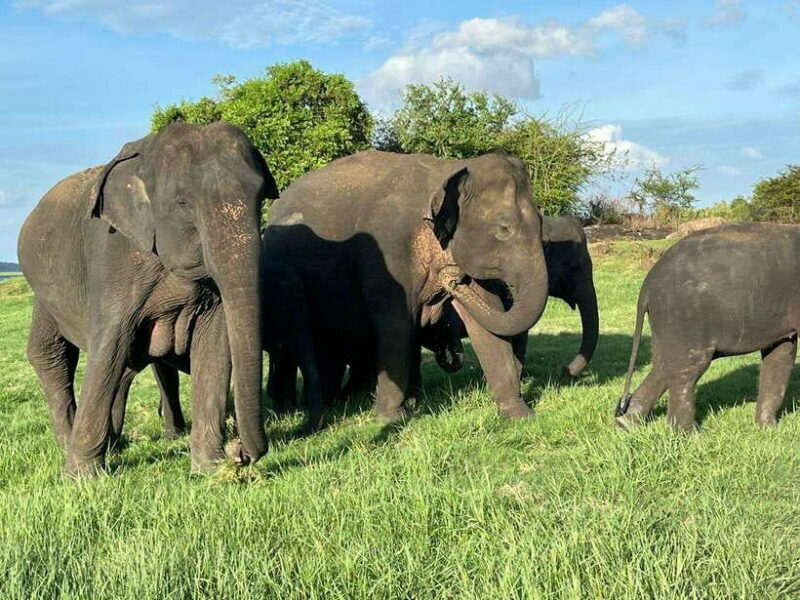 Minneriya National Park : Private Safari - Key Points