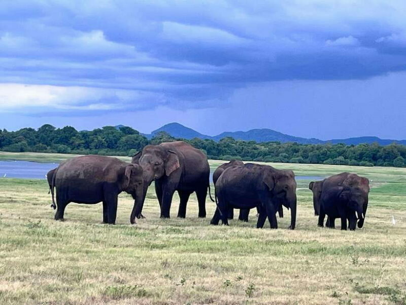 Minneriya National Park : Private Safari - Final Thoughts on the Tours Value