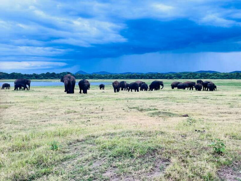 Minneriya National Park : Private Safari - In The Sum Up