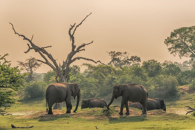 Minneriya National Park Private Safari - Meeting and Pickup