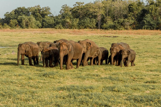 Minneriya National Park Private Safari - Additional Information