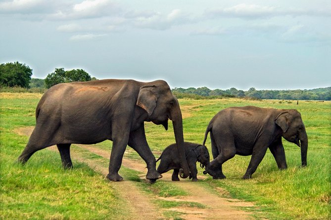 Minneriya National Park Private Safari - Pricing and Cancellation