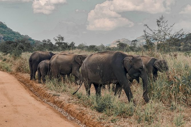 Minneriya National Park Private Safari - Badge of Excellence