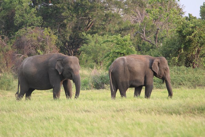 Minneriya National Park Private Safari - Experienced Driver/Tracker