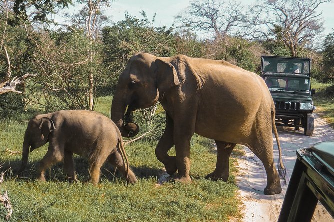 Minneriya National Park Private Safari - Free Pickup/Drop-off